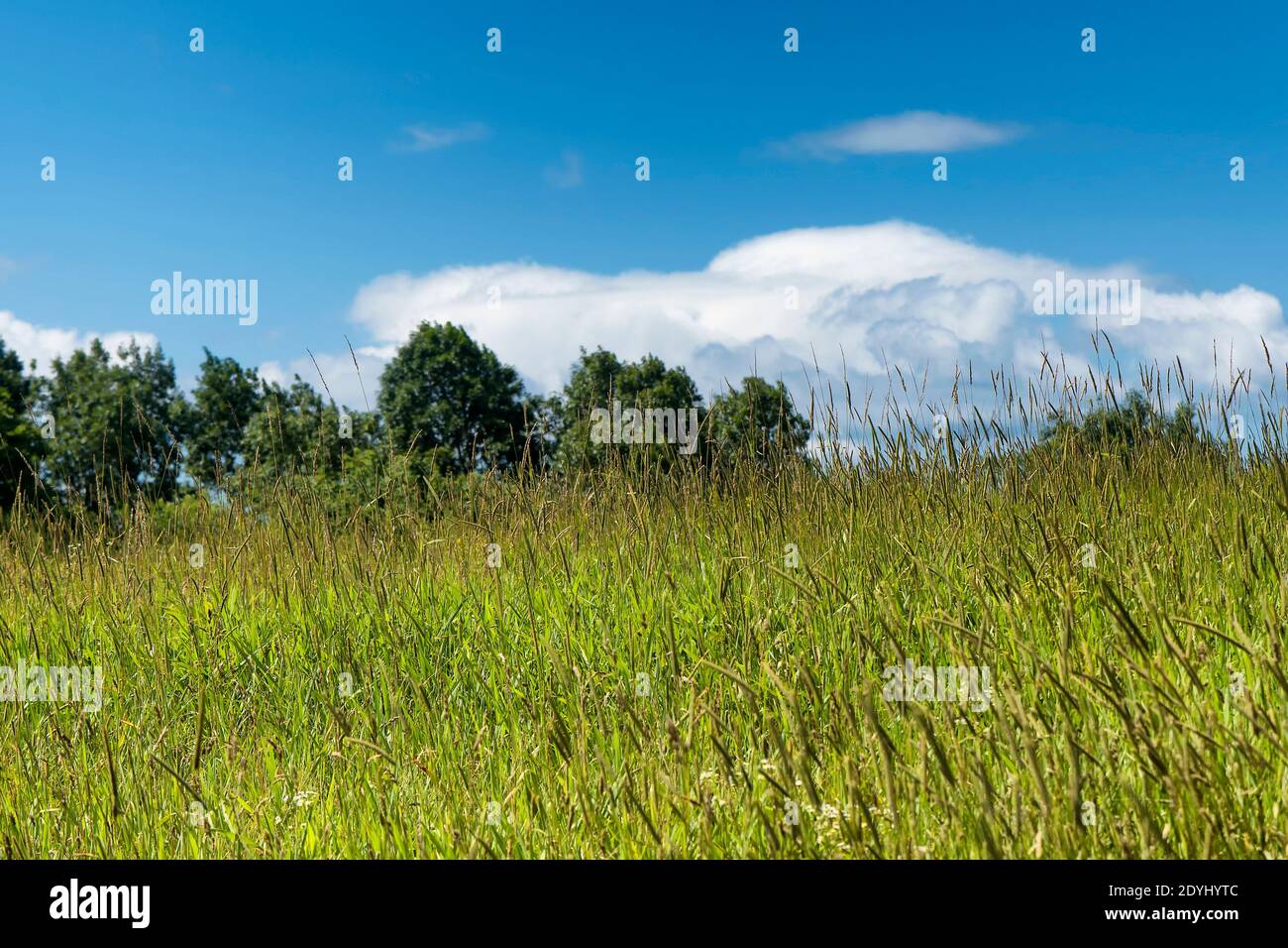 Ein Feld und eine Wiese auf dem Gipfel des Apple Hill in Morris Connecticut an einem sonnigen Sommertag. Stockfoto