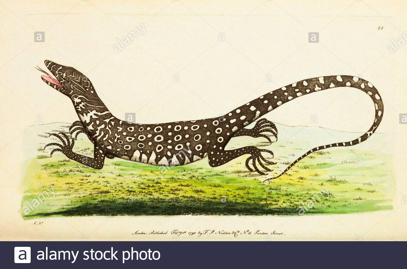 Monitory Lizard oder Monitor Lizard (Varanus Salvator) , Vintage-Illustration veröffentlicht in der Naturalist's Miscellany von 1789 Stockfoto