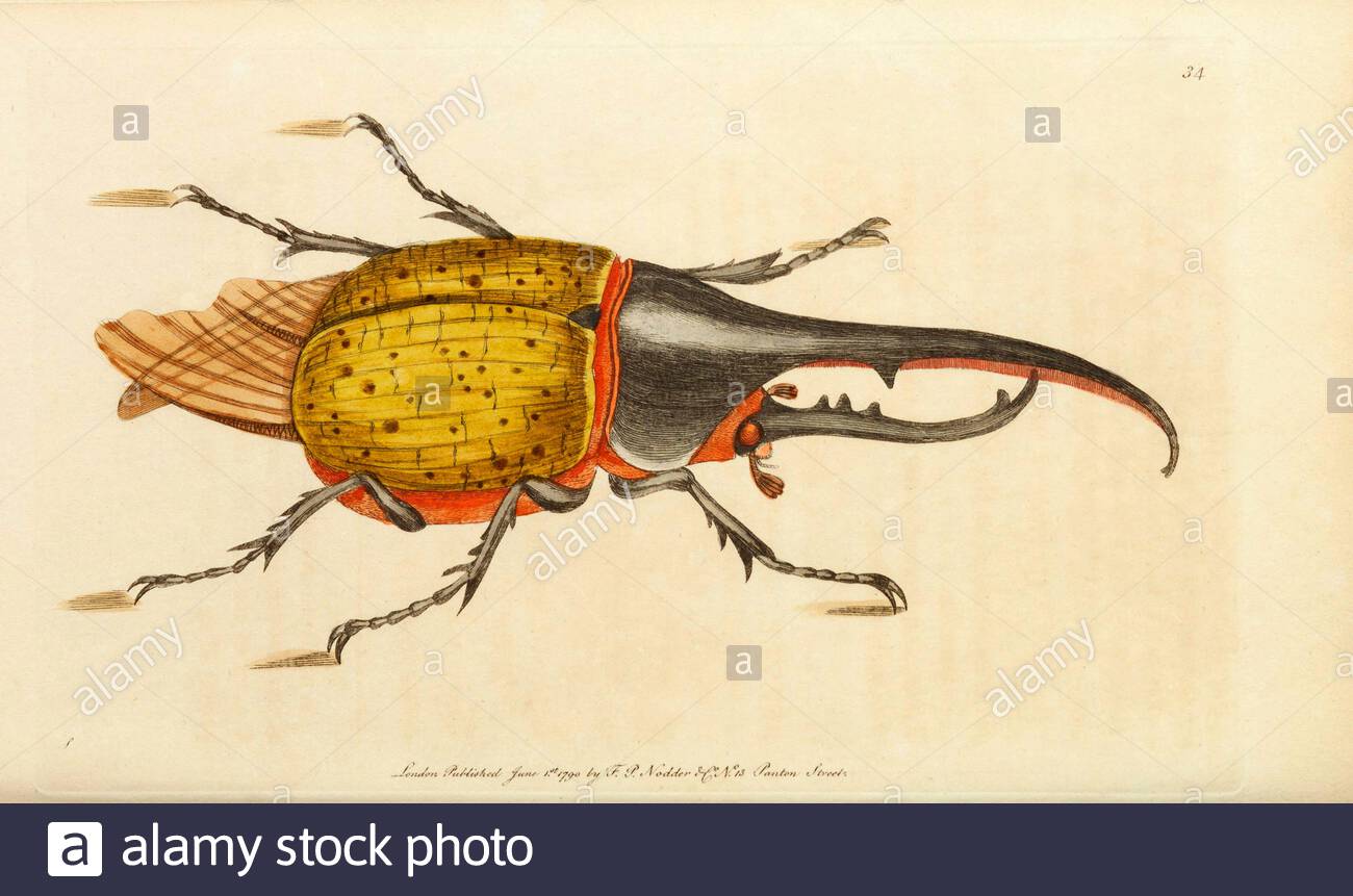 Hercules Beetle (Dynastes hercules), Vintage Illustration veröffentlicht in der Naturalist's Miscellany von 1789 Stockfoto
