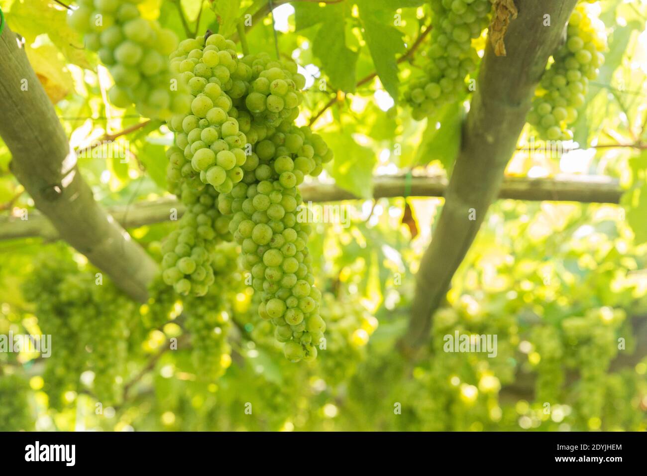 Procida Italien Weißwein Trauben in einem Weinberg Stockfoto