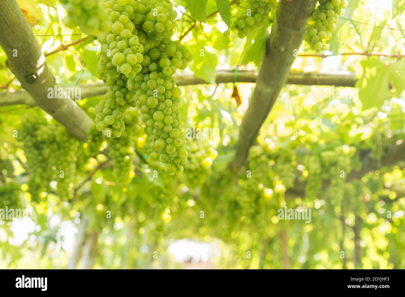 Procida Italien Weißwein Trauben in einem Weinberg Stockfoto