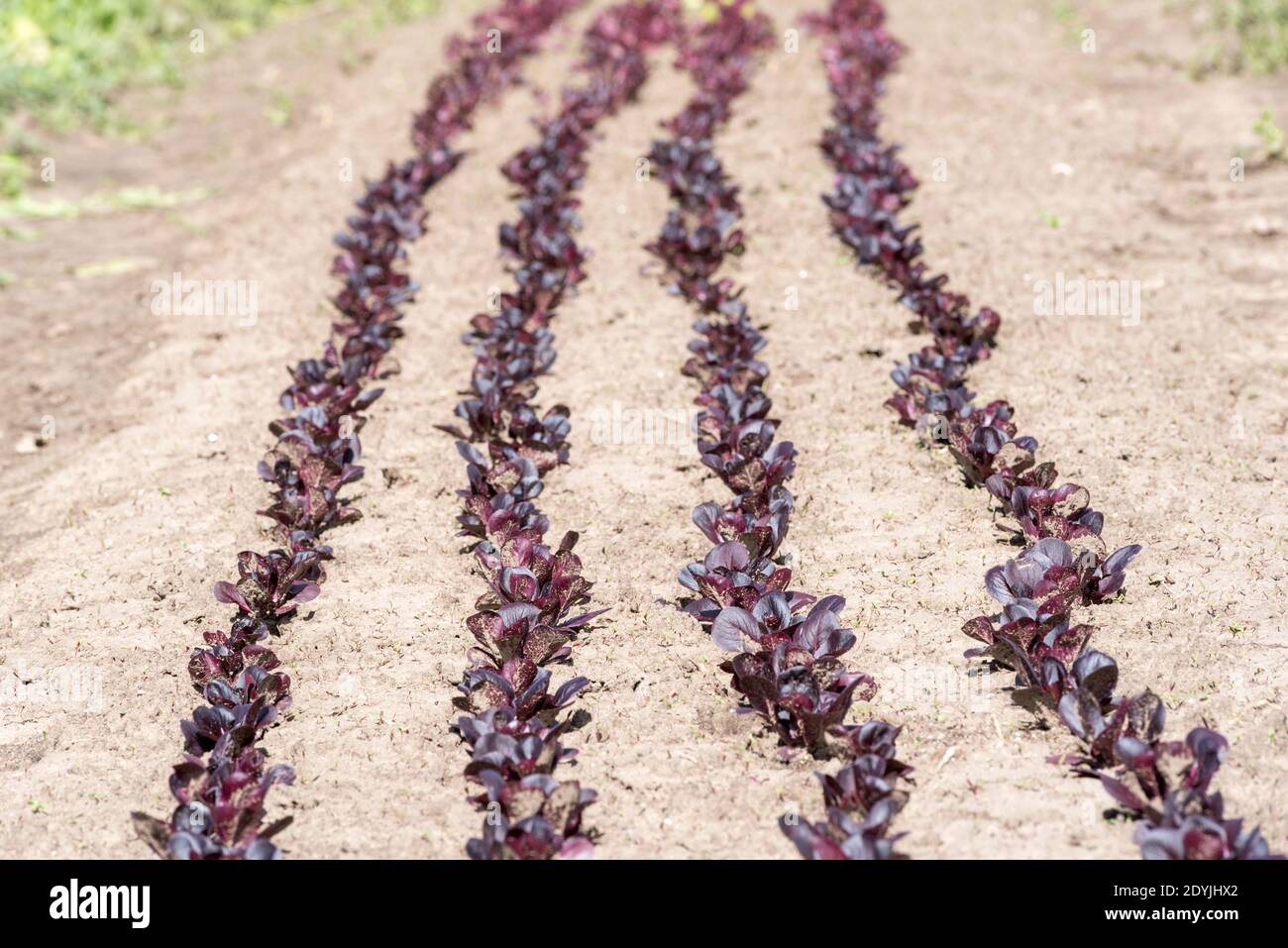 Reihen von jungen dunklen Salaten auf einer Farm im Wallowa Valley in Oregon. Stockfoto