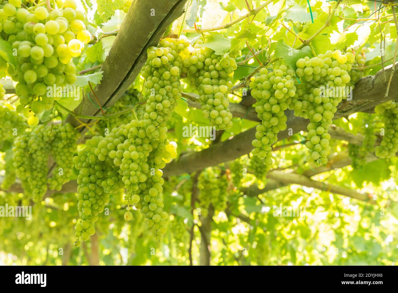 Procida Italien Weißwein Trauben in einem Weinberg Stockfoto