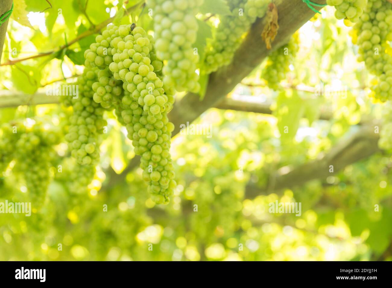 Procida Italien Weißwein Trauben in einem Weinberg Stockfoto