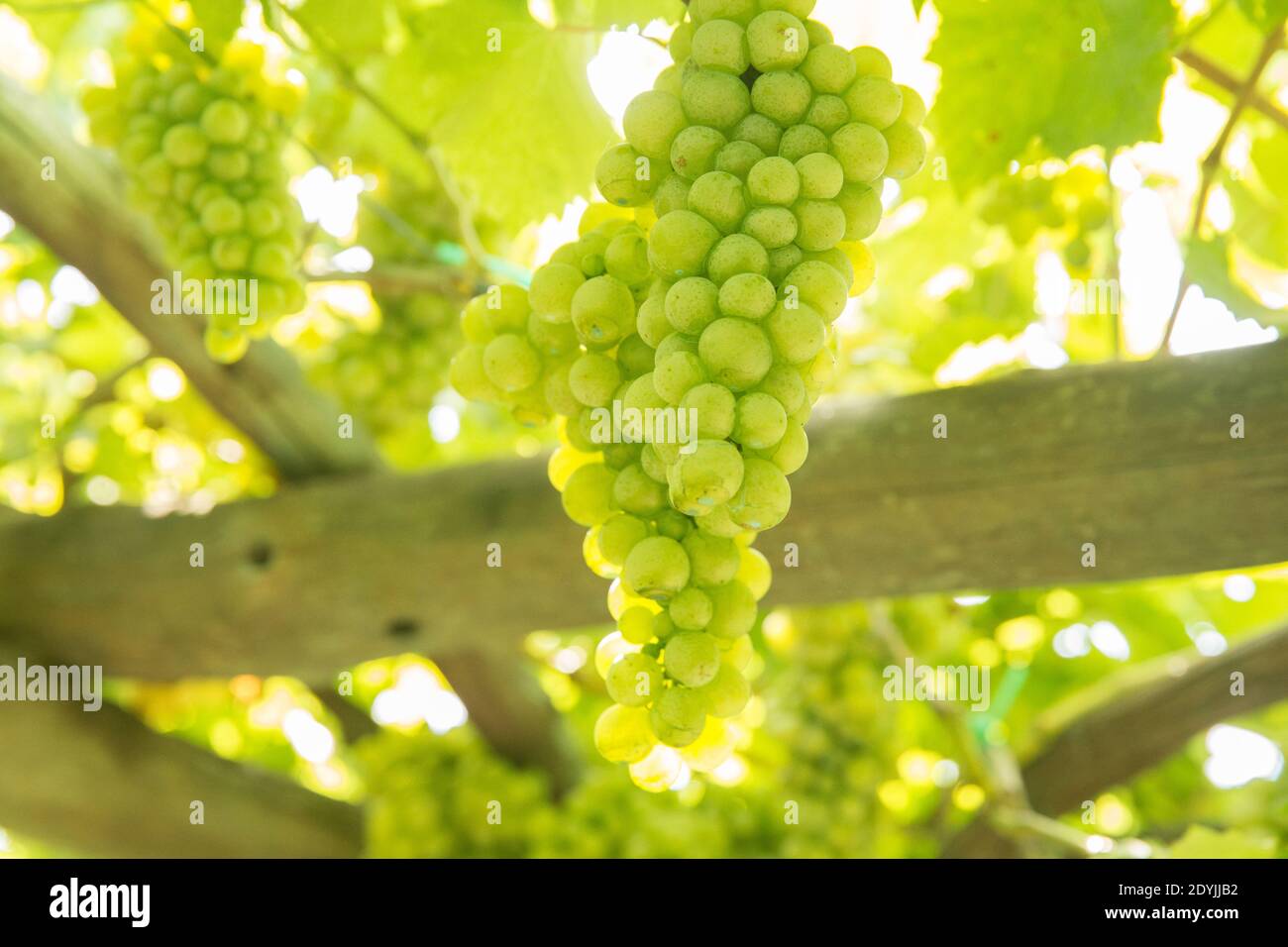 Procida Italien Weißwein Trauben in einem Weinberg Stockfoto