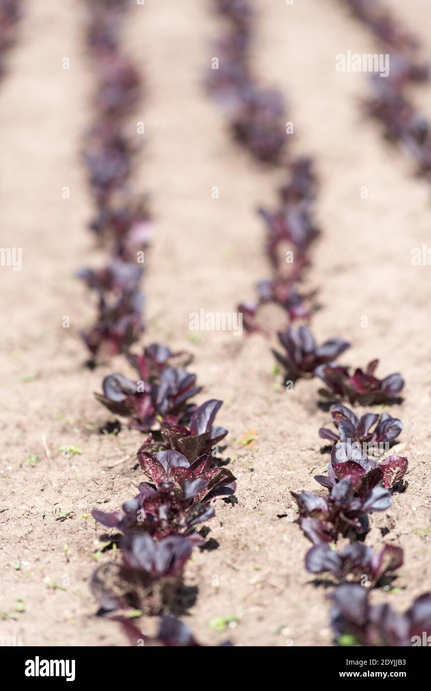 Reihen von jungen dunklen Salaten auf einer Farm im Wallowa Valley in Oregon. Stockfoto