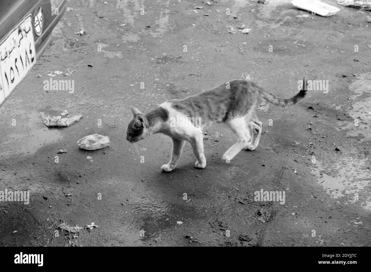 Ägyptische Katze sucht nach etwas Futter in einer Straße im Zentrum von Kairo Stockfoto
