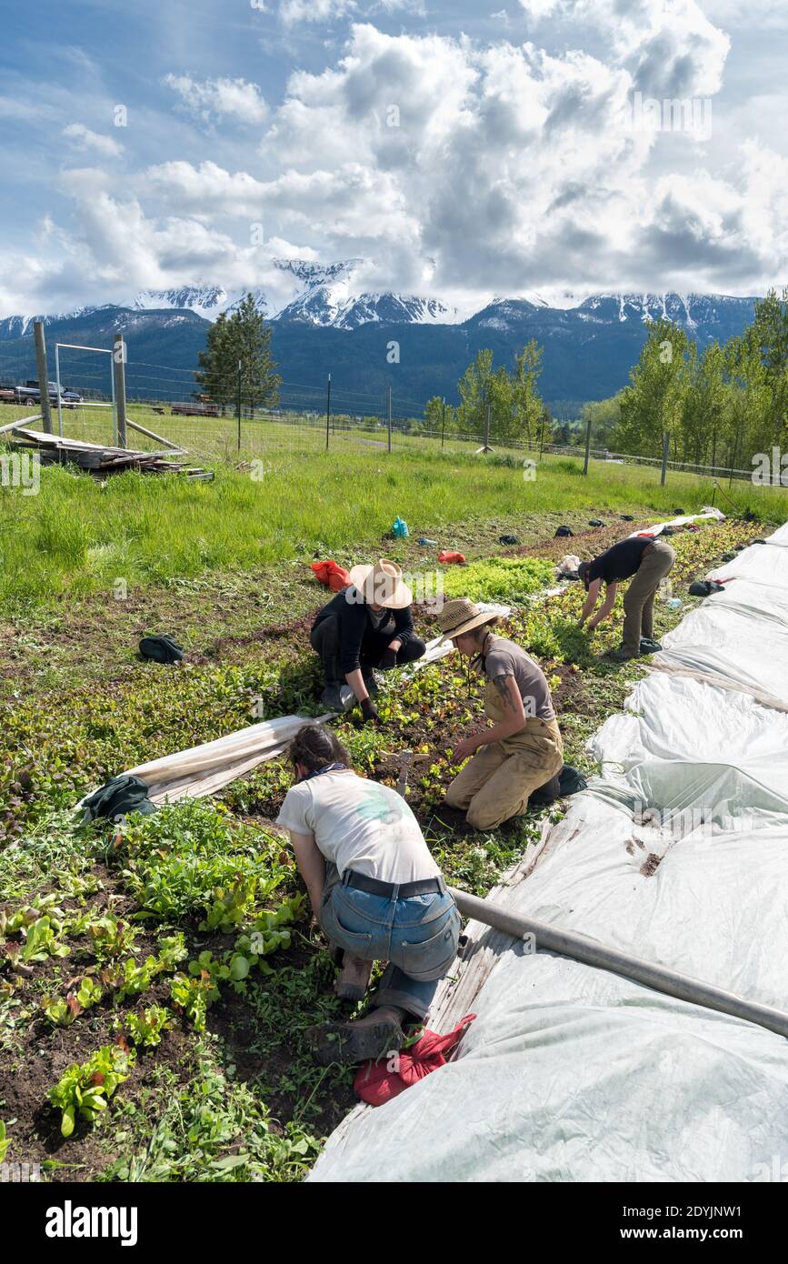 Frauen, die auf einer Farm im Wallowa Valley in Oregon ein Bett mit Salatgemüse jäten. Stockfoto