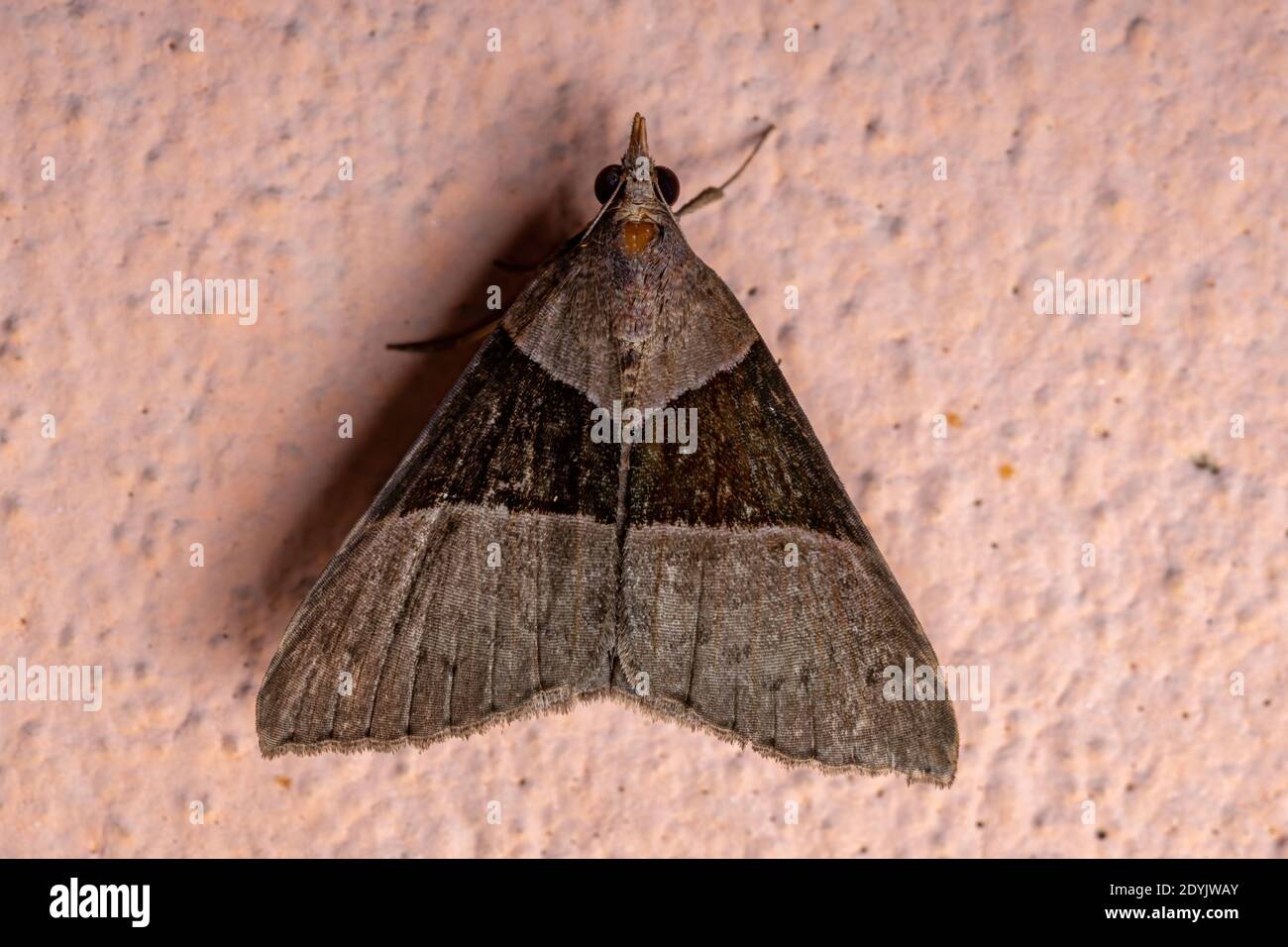 Erwachsene Hypenin Schnauze Moth der Unterfamilie Hypeninae Stockfoto