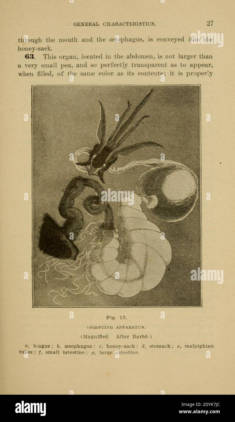 Langstroth auf dem Bienenstock und Honigbiene (Seite 27) Stockfoto