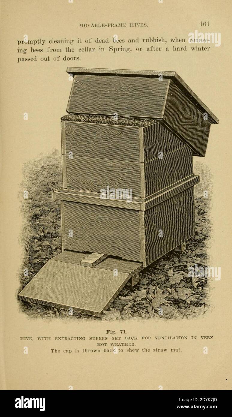 Langstroth auf dem Bienenstock und Honigbiene (Seite 161) Stockfoto