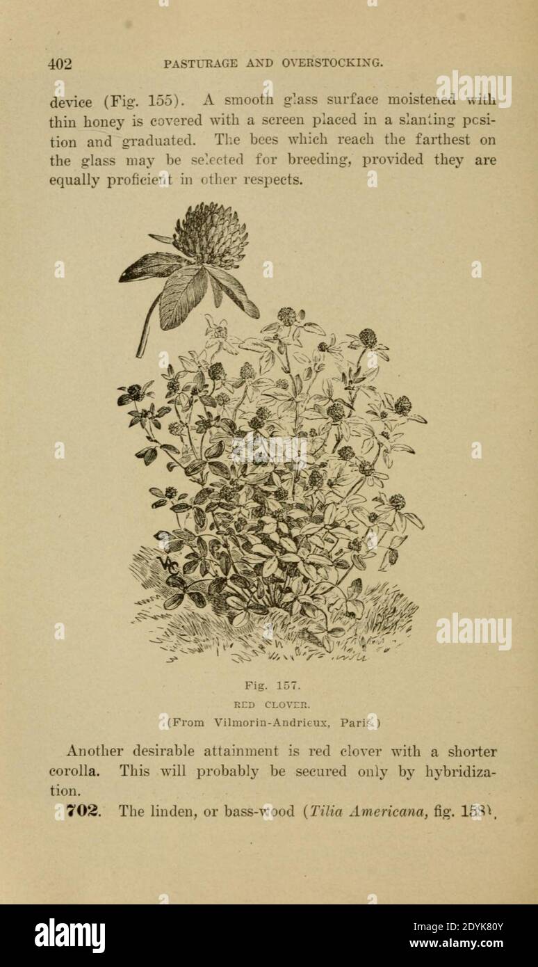 Langstroth auf dem Bienenstock und Honigbiene (Seite 402) Stockfoto