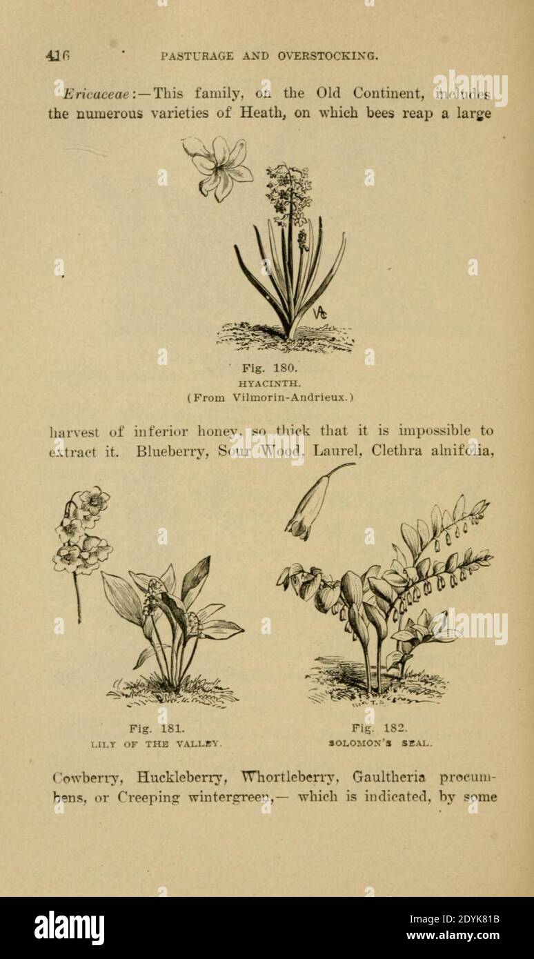 Langstroth auf dem Bienenstock und Honigbiene (Seite 416) Stockfoto