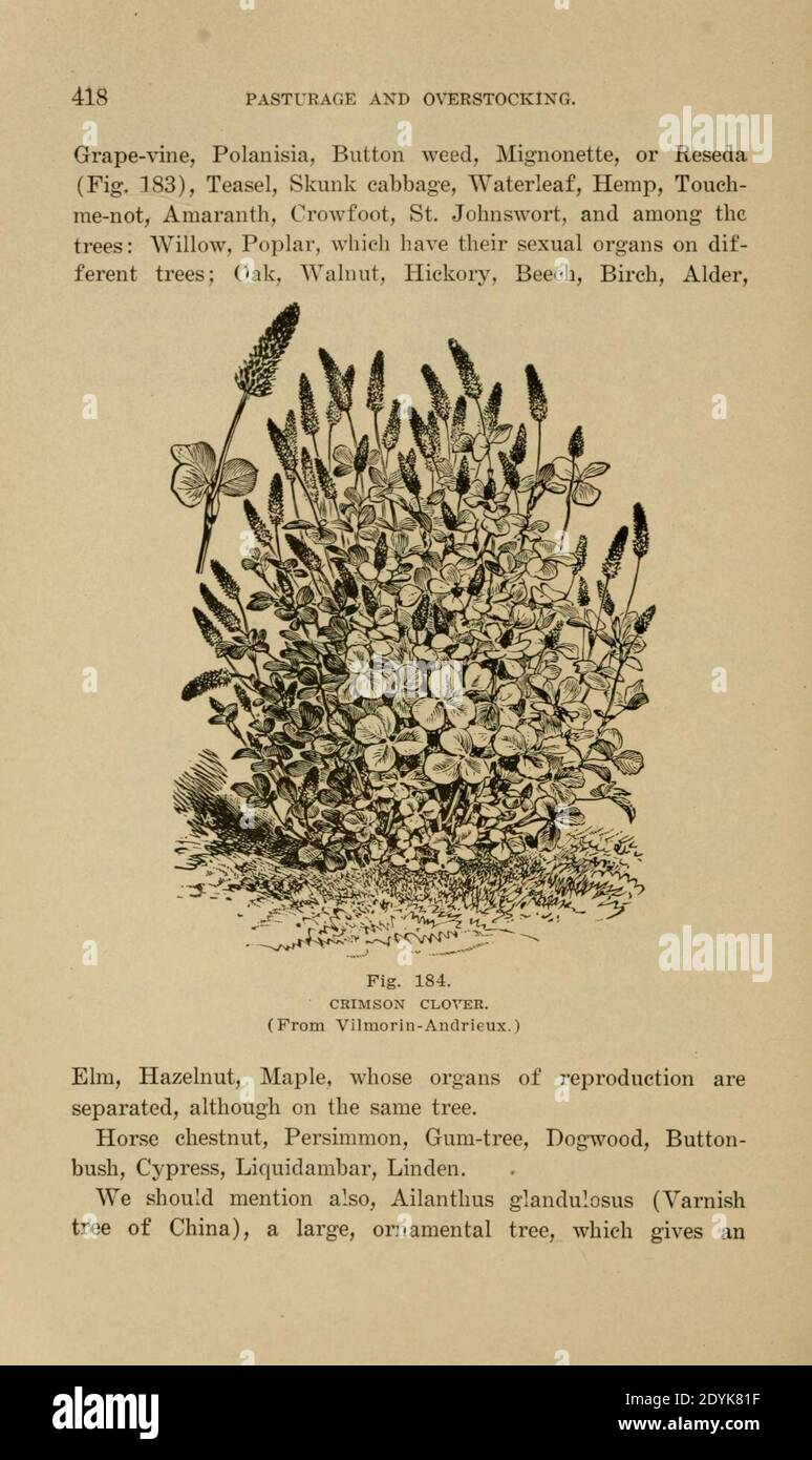 Langstroth auf dem Bienenstock und Honigbiene (Seite 418) Stockfoto