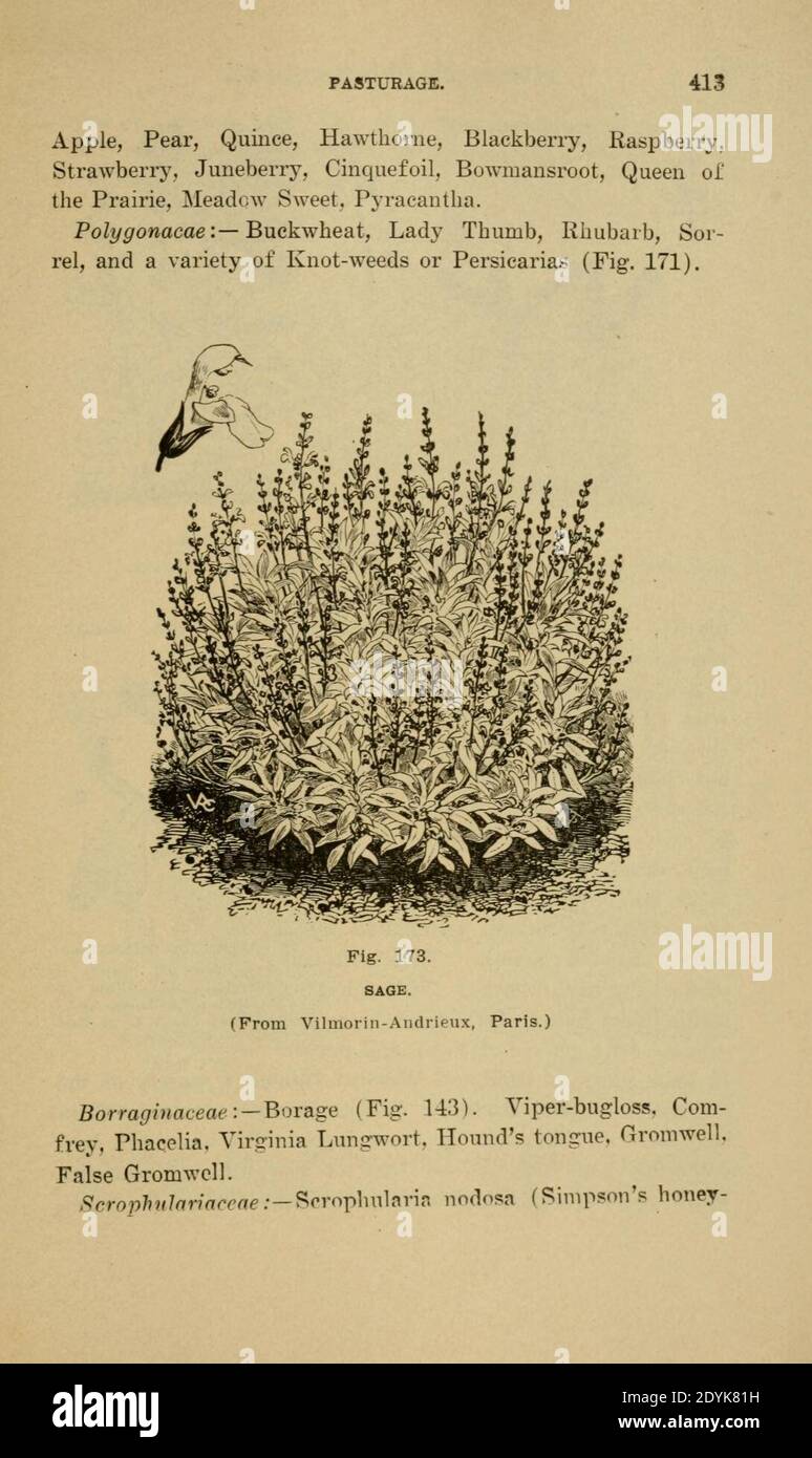 Langstroth auf dem Bienenstock und Honigbiene (Seite 413) Stockfoto