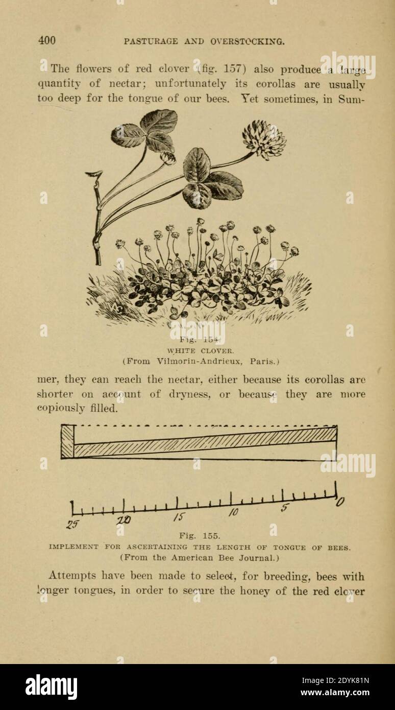Langstroth auf dem Bienenstock und Honigbiene (Seite 400) Stockfoto