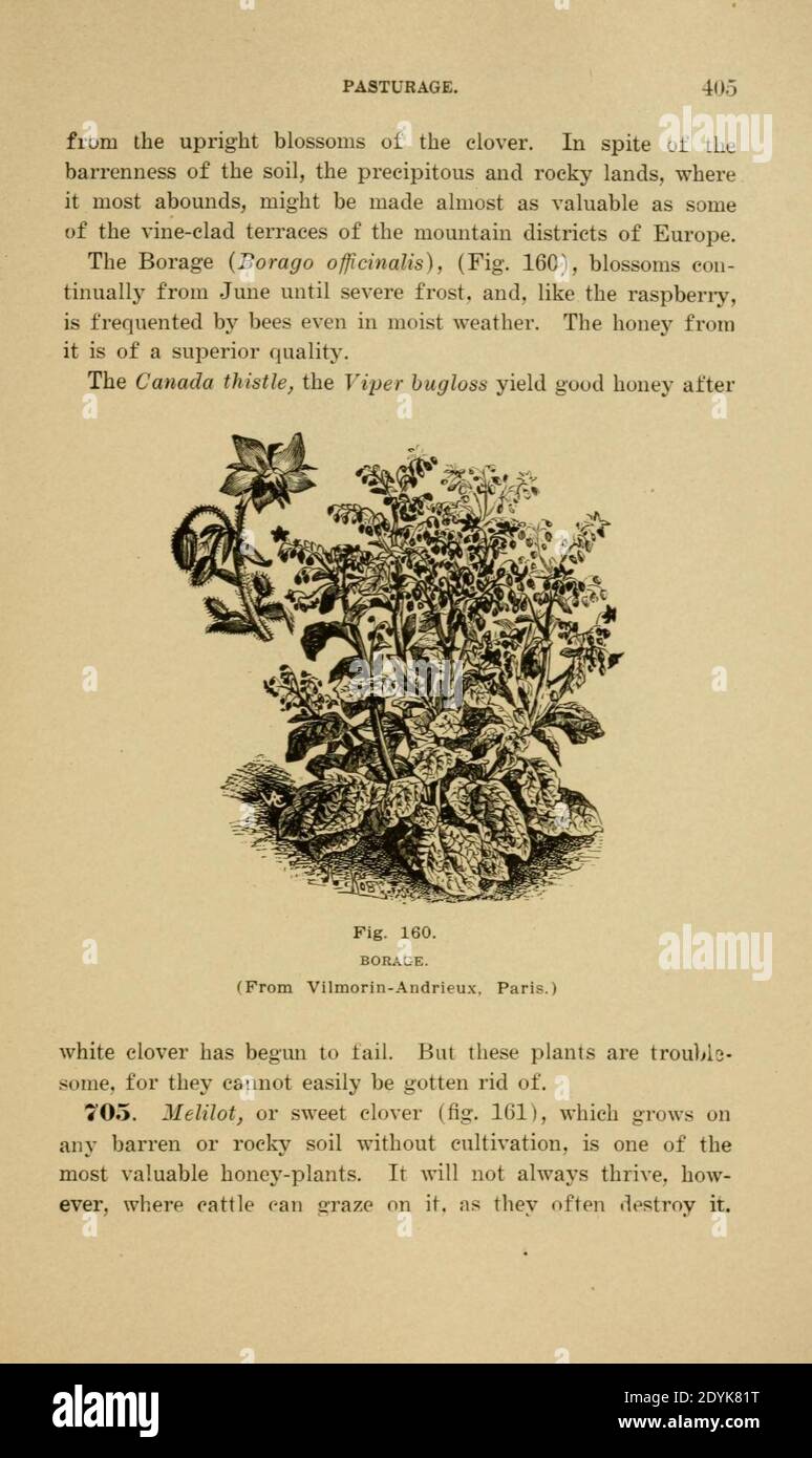 Langstroth auf dem Bienenstock und Honigbiene (Seite 405) Stockfoto