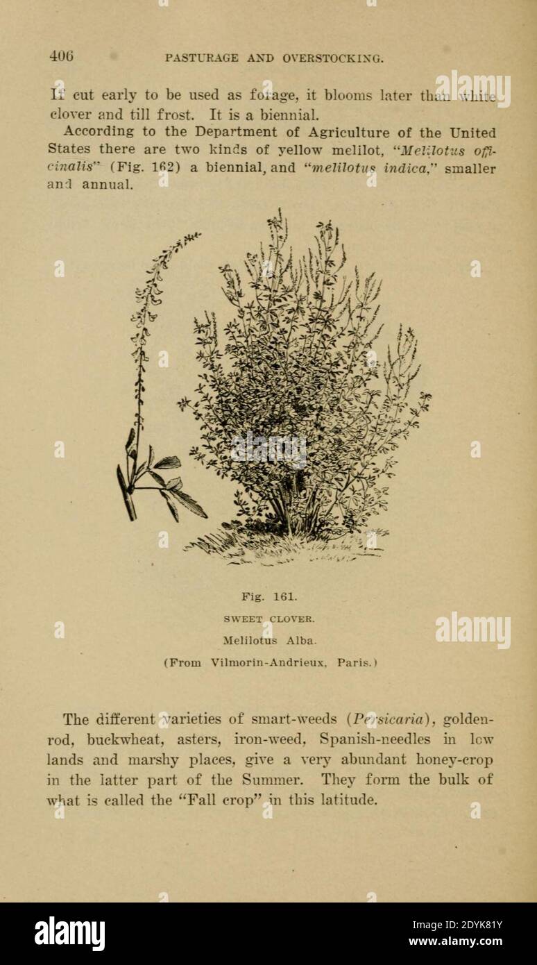 Langstroth auf dem Bienenstock und Honigbiene (Seite 406) Stockfoto