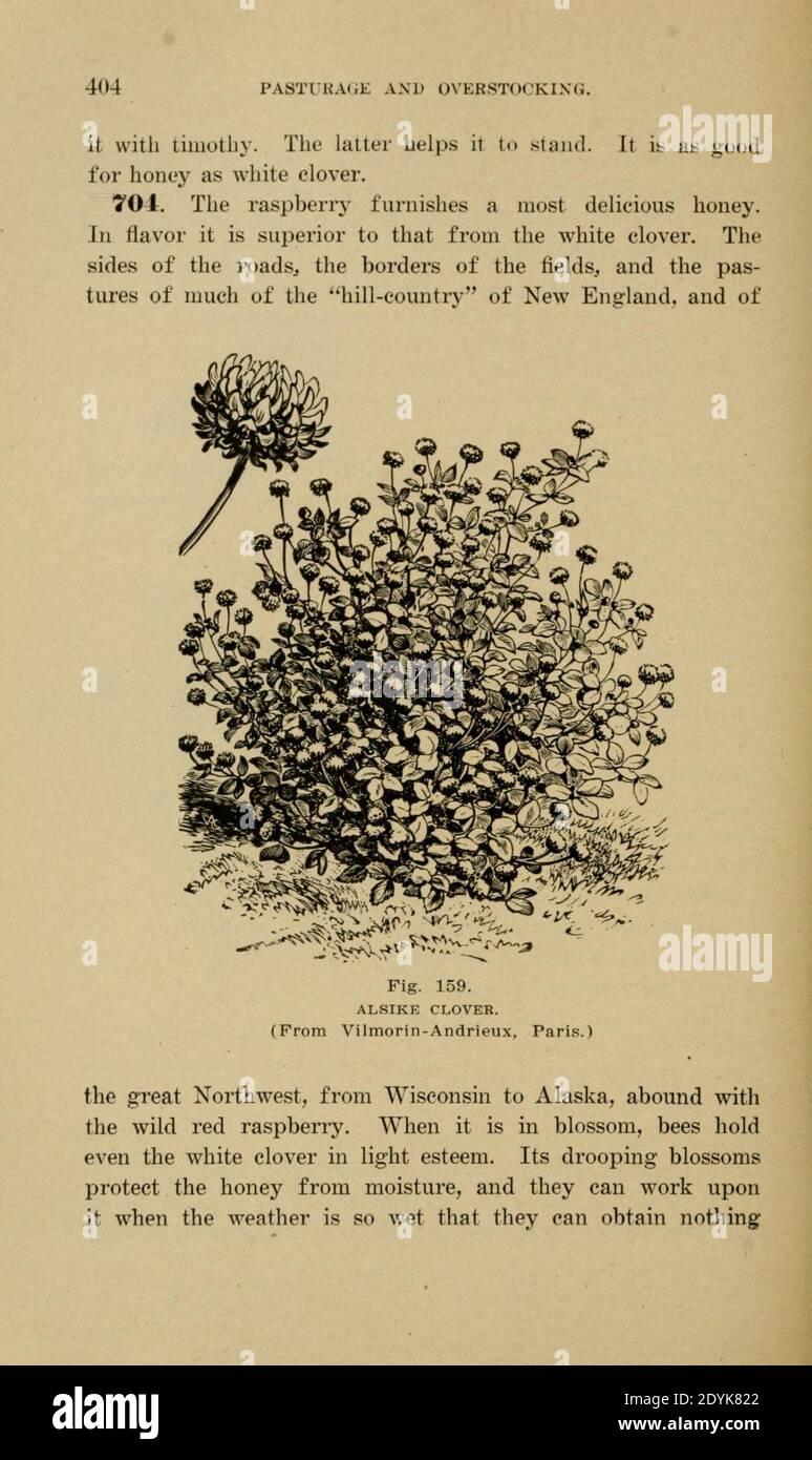 Langstroth auf dem Bienenstock und Honigbiene (Seite 404) Stockfoto