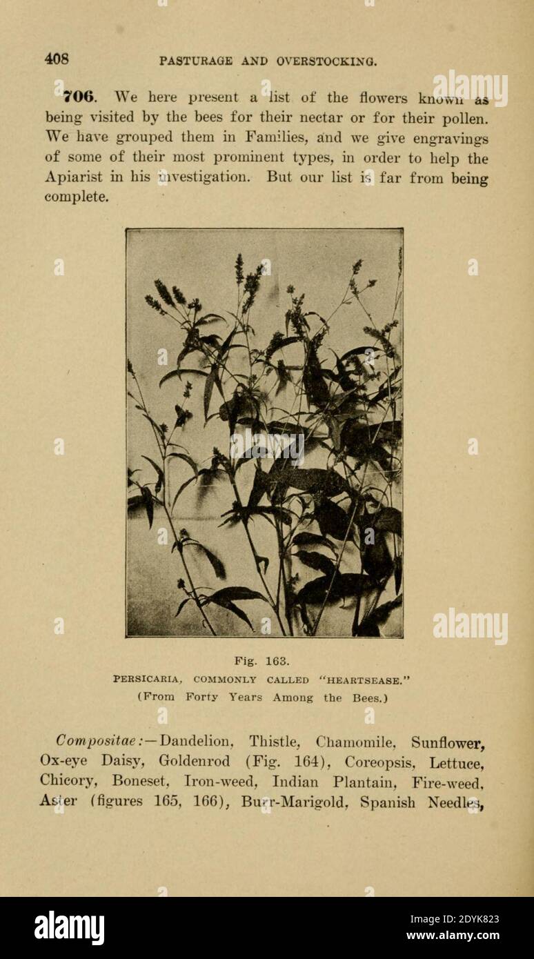 Langstroth auf dem Bienenstock und Honigbiene (Seite 408) Stockfoto