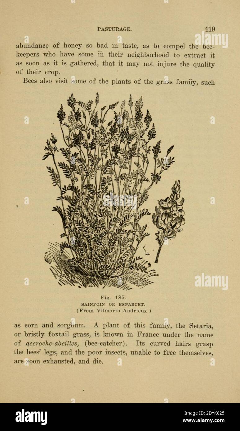 Langstroth auf dem Bienenstock und Honigbiene (Seite 419) Stockfoto