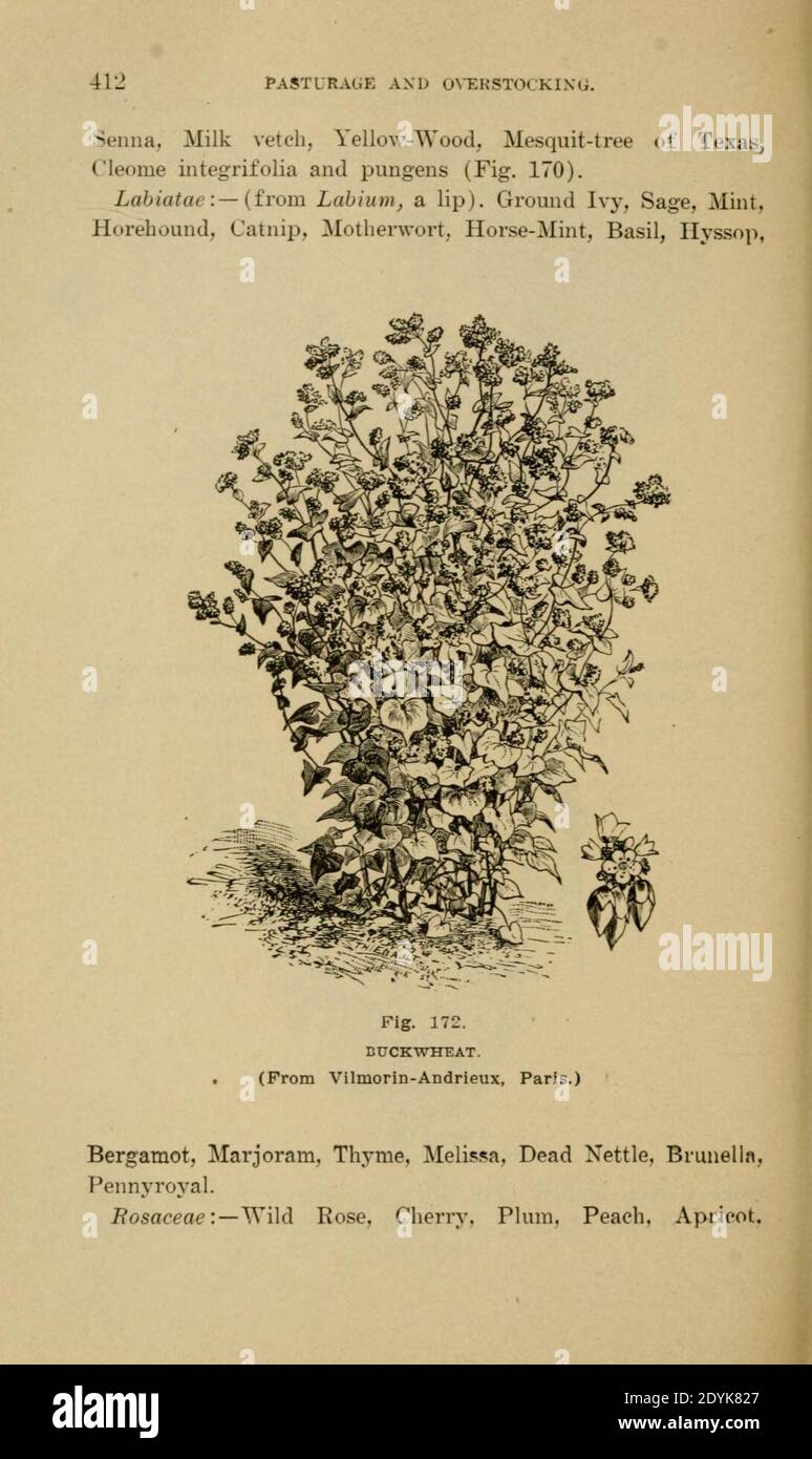 Langstroth auf dem Bienenstock und Honigbiene (Seite 412) Stockfoto