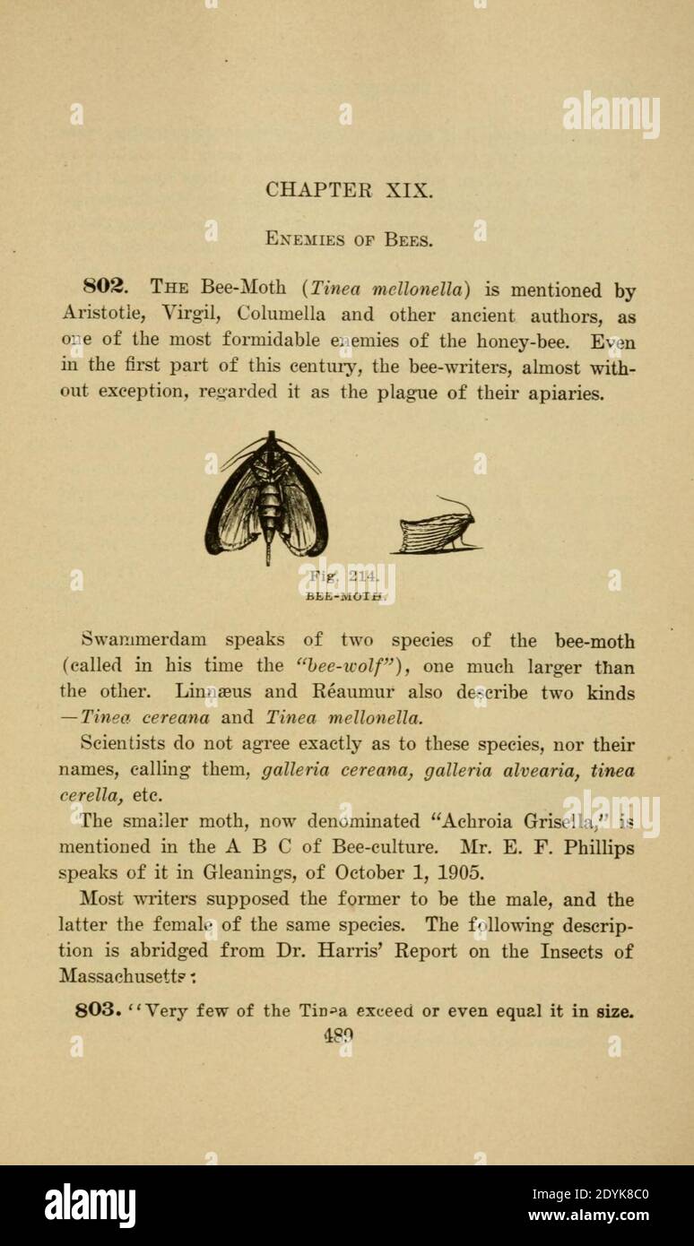 Langstroth auf dem Bienenstock und Honigbiene (Seite 489) Stockfoto