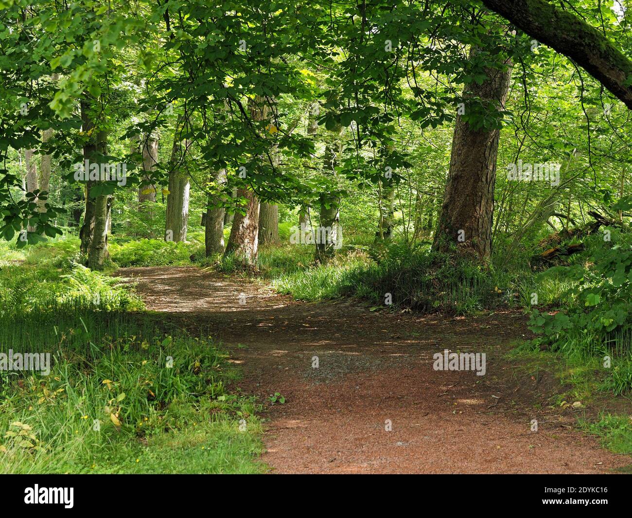 Schattenspendende und grüne Mosaiken auf verlassenen, verwinkelten, grünen Pfaden oder eine Fahrt durch reife Wälder im Hochsommer in Schottland, Großbritannien Stockfoto