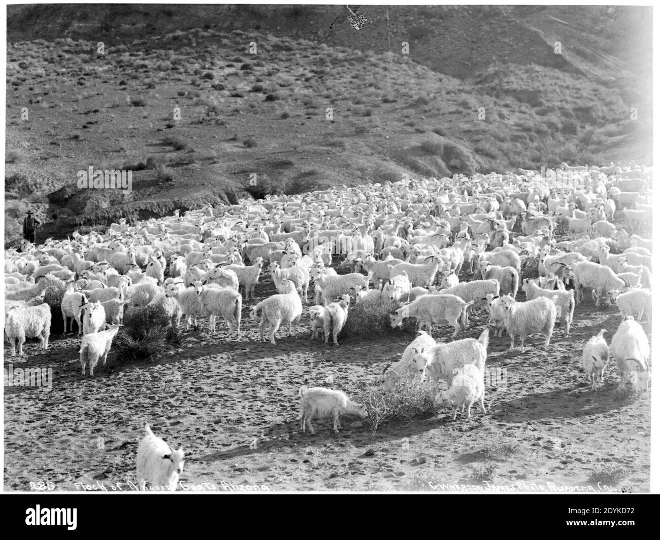 Große Herde von Angoraziegen in Arizona, ca.1900 Stockfoto