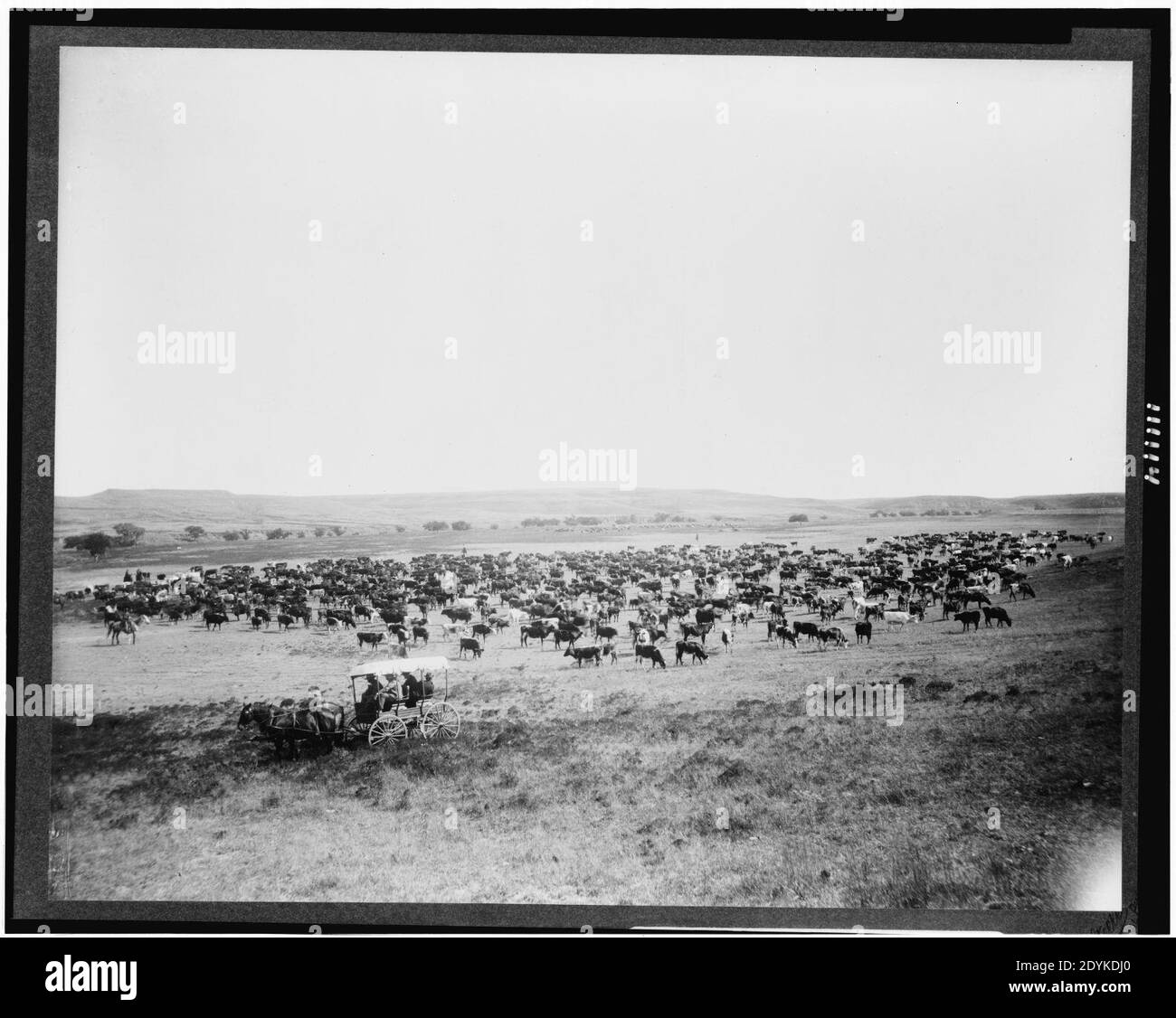 Große Herde von Rindern auf einem westlichen Bereich, wahrscheinlich in Colorado oder Utah, und vier Männer auf Wagen im Vordergrund) - F.M. Steele, Spezialfotograf, C.R.I. & P. Railway System Stockfoto