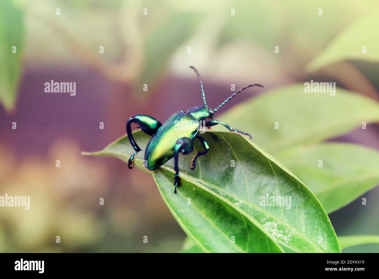 Schöne Käfer halten sich auf den Blättern Stockfoto