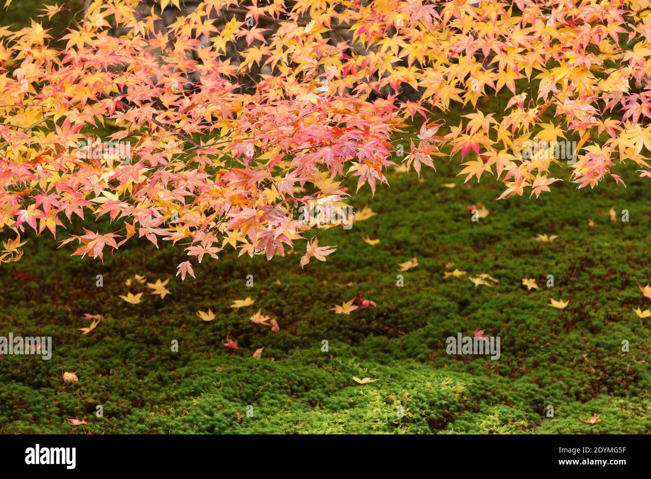 Kyoto Japan Gelbe und orange Japanische Ahornblätter fallen im Steingarten des Tenjuan Temple auf geharkt Sand. Stockfoto