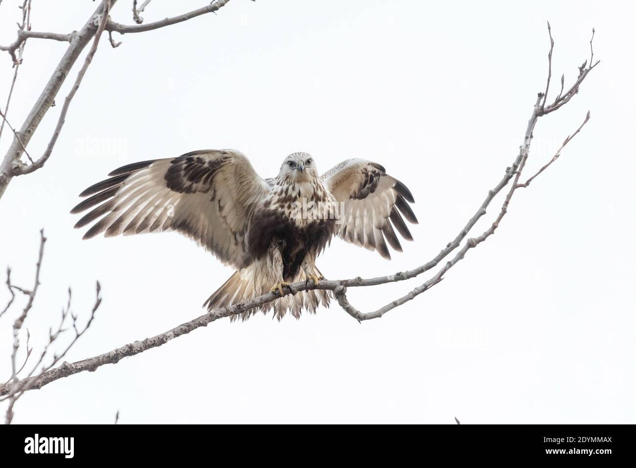 Rough legged Hawk in Delta British Columbia, Kanada, Nordamerika Stockfoto