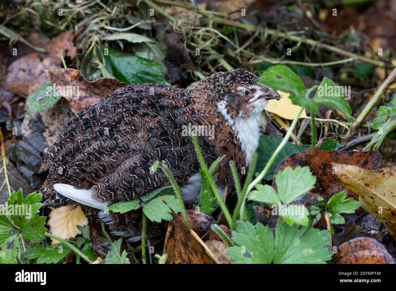 Inländische japanische Wachtel in Delta British Columbia, Kanada, Nordamerika Stockfoto