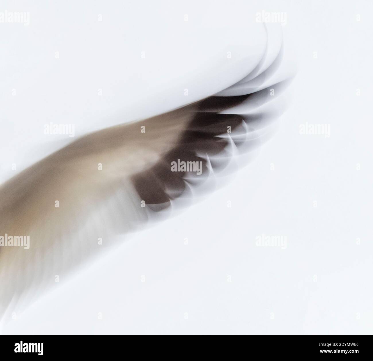 Weißer Schnee-Gänseflügel mit Bewegungsunschärfe aus nächster Nähe Stockfoto