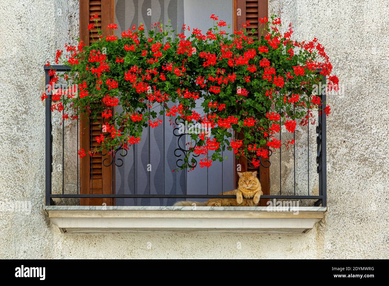 Castel San Vincenzo (Italien) - Katzen und Blumen im historischen Zentrum von Castel San Vincenzo, einem sehr kleinen Weiler in Molise Stockfoto