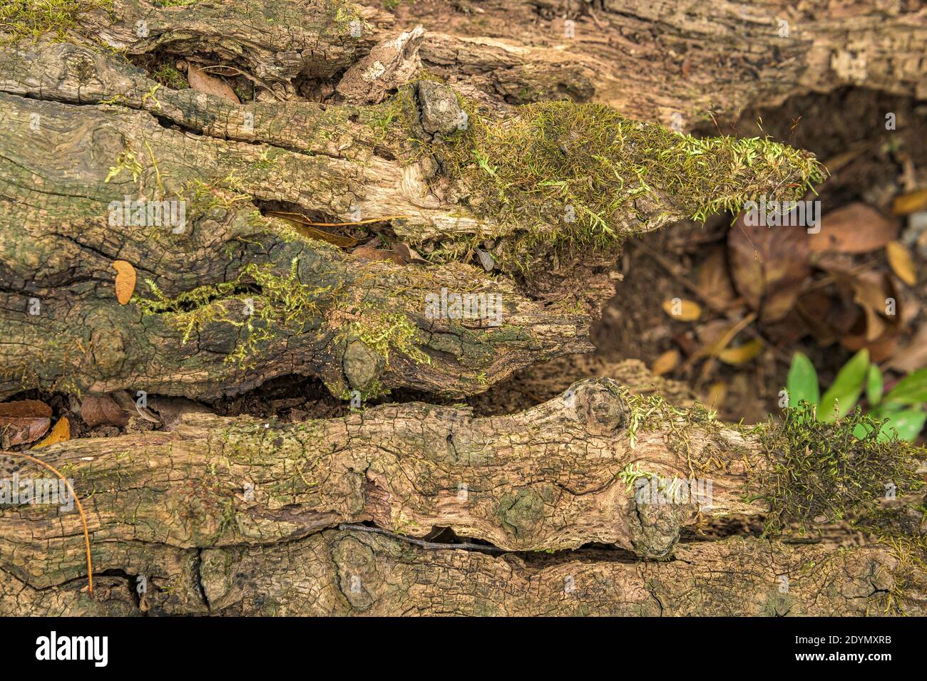 Moos auf Fluss Ebene gefallen Baumstamm Detail. Stockfoto