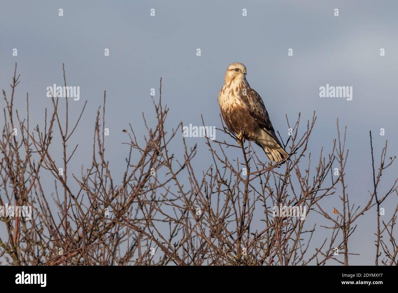 Rough legged Hawk in Delta British Columbia, Kanada, Nordamerika Stockfoto