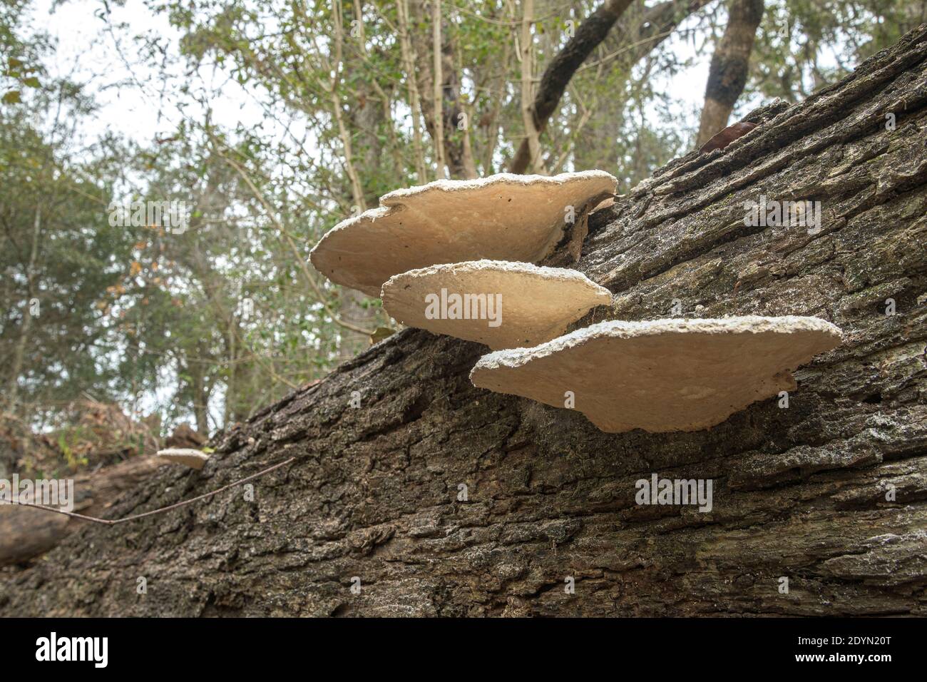 Weißer Regalpilz auf heruntergefallenem Baumstamm Stockfoto