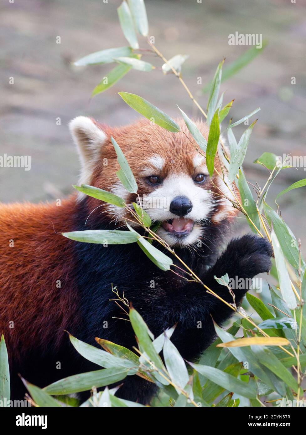Roter Panda frisst Bambus im Wald Stockfotografie - Alamy