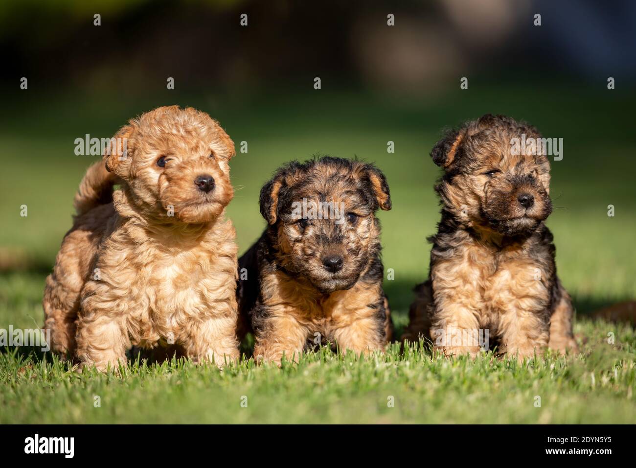 Drei niedliche Lakeland Terrier Welpen sitzen auf grünem Gras mit einem natürlichen Hintergrund. Stockfoto