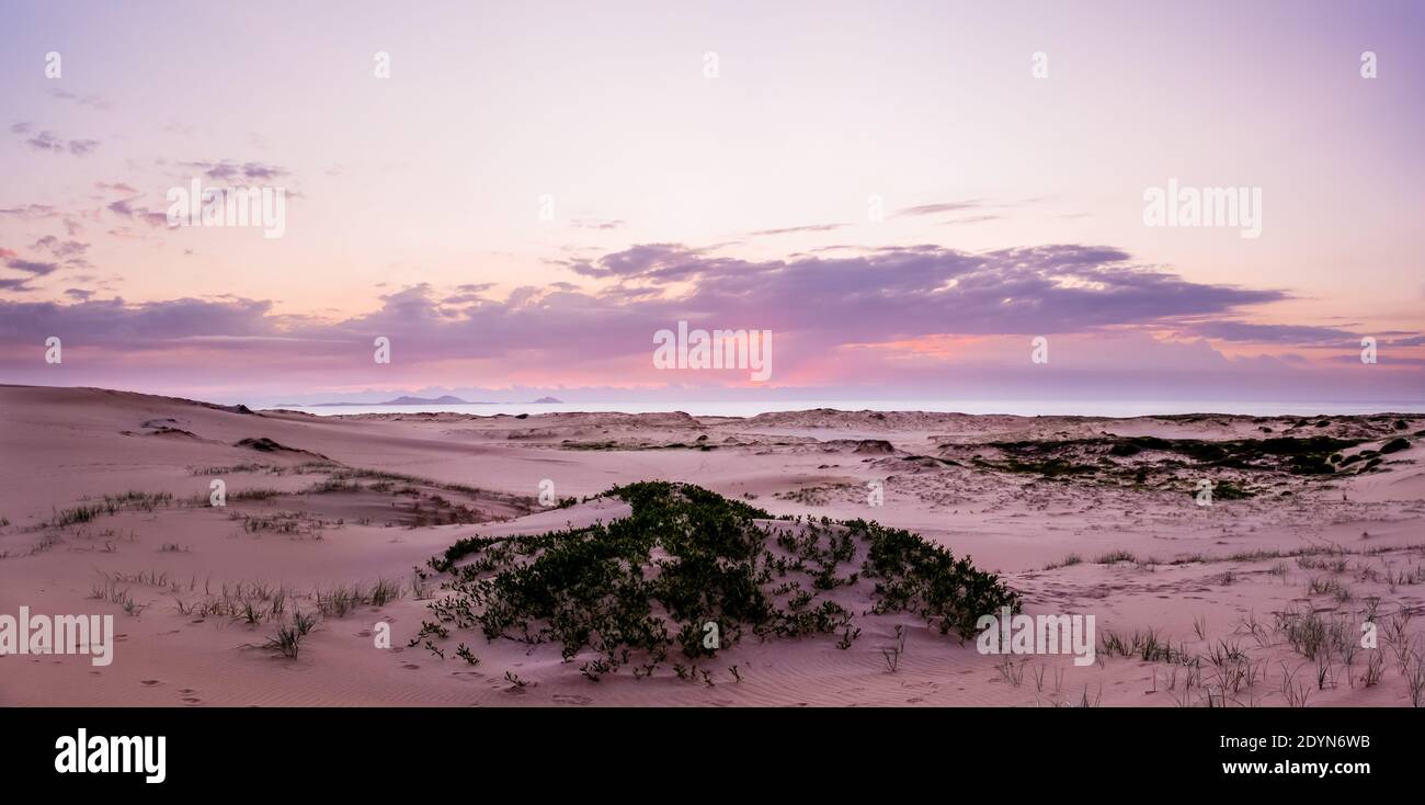 Weiße Sanddünen und Sukkulenten unter Sonnenuntergang Stockfoto