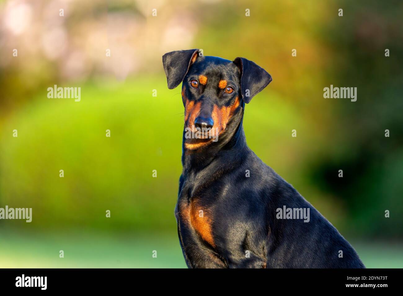 Deutsches Pinscher Porträt vor einem natürlichen Hintergrund in goldenem Licht. Stockfoto