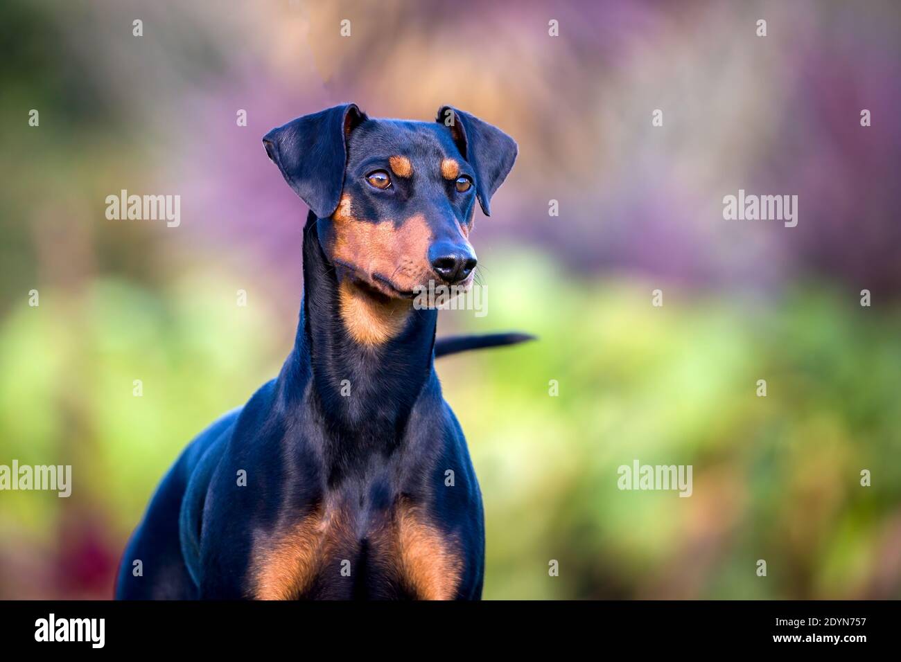 Deutsches Pinscher Porträt vor einem natürlichen Hintergrund in goldenem Licht. Stockfoto