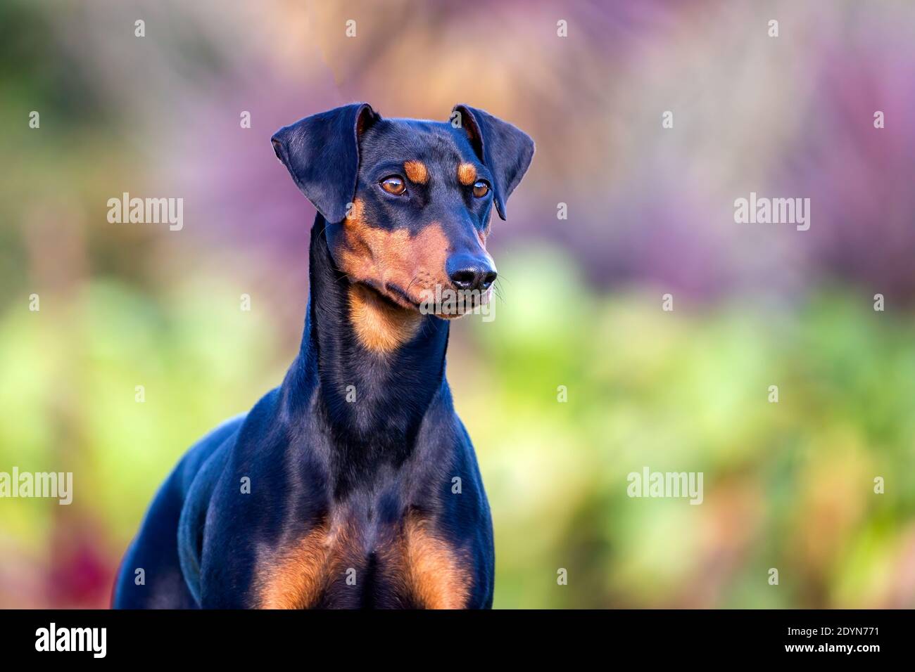 Deutsches Pinscher Porträt vor einem natürlichen Hintergrund in goldenem Licht. Stockfoto