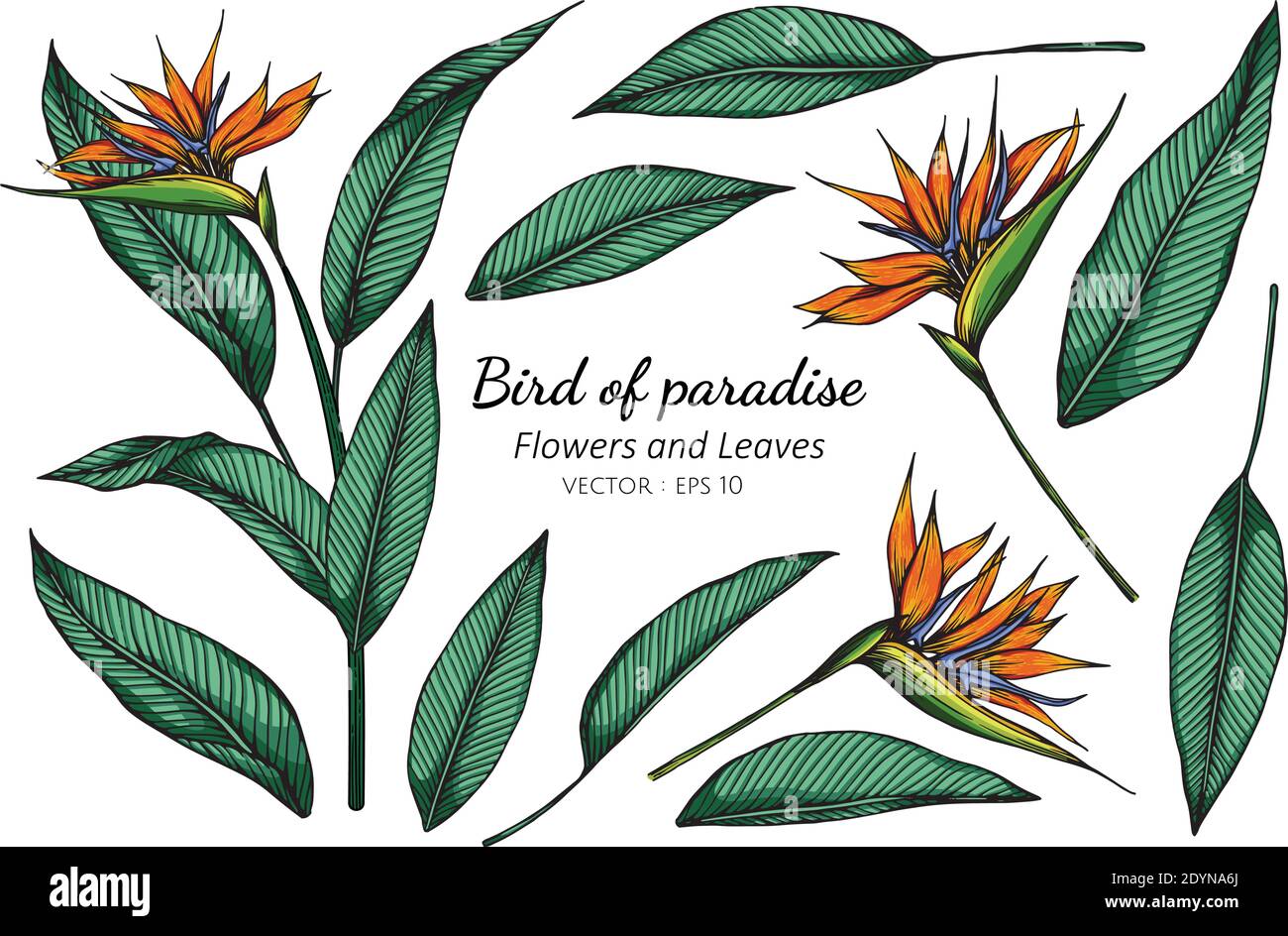 Set von Vogel des Paradieses Blume und Blatt Zeichnung Illustration mit Linie Kunst auf weißen Hintergründen. Stock Vektor