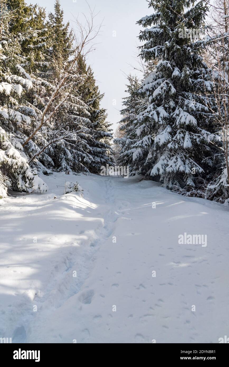 Winter Berglandschaft mit schneebedeckten Wanderweg und Bäumen In der Nähe Bily kriz in Moravskoslezske Beskiden auf tschechisch - Slowakische Grenzen Stockfoto