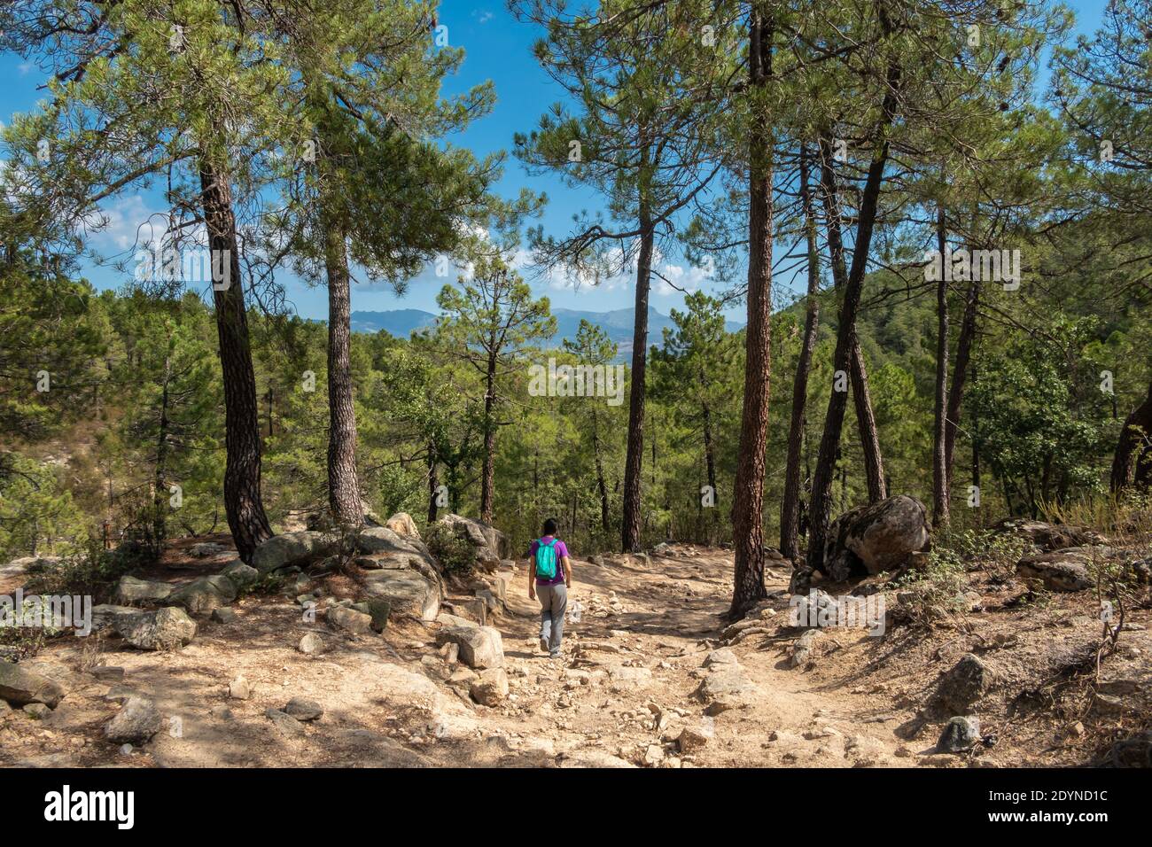 Junge Frau, die in den Wäldern der sierra de guadarrama, la jarosa, madrid, spanien, spazierengeht. Stockfoto