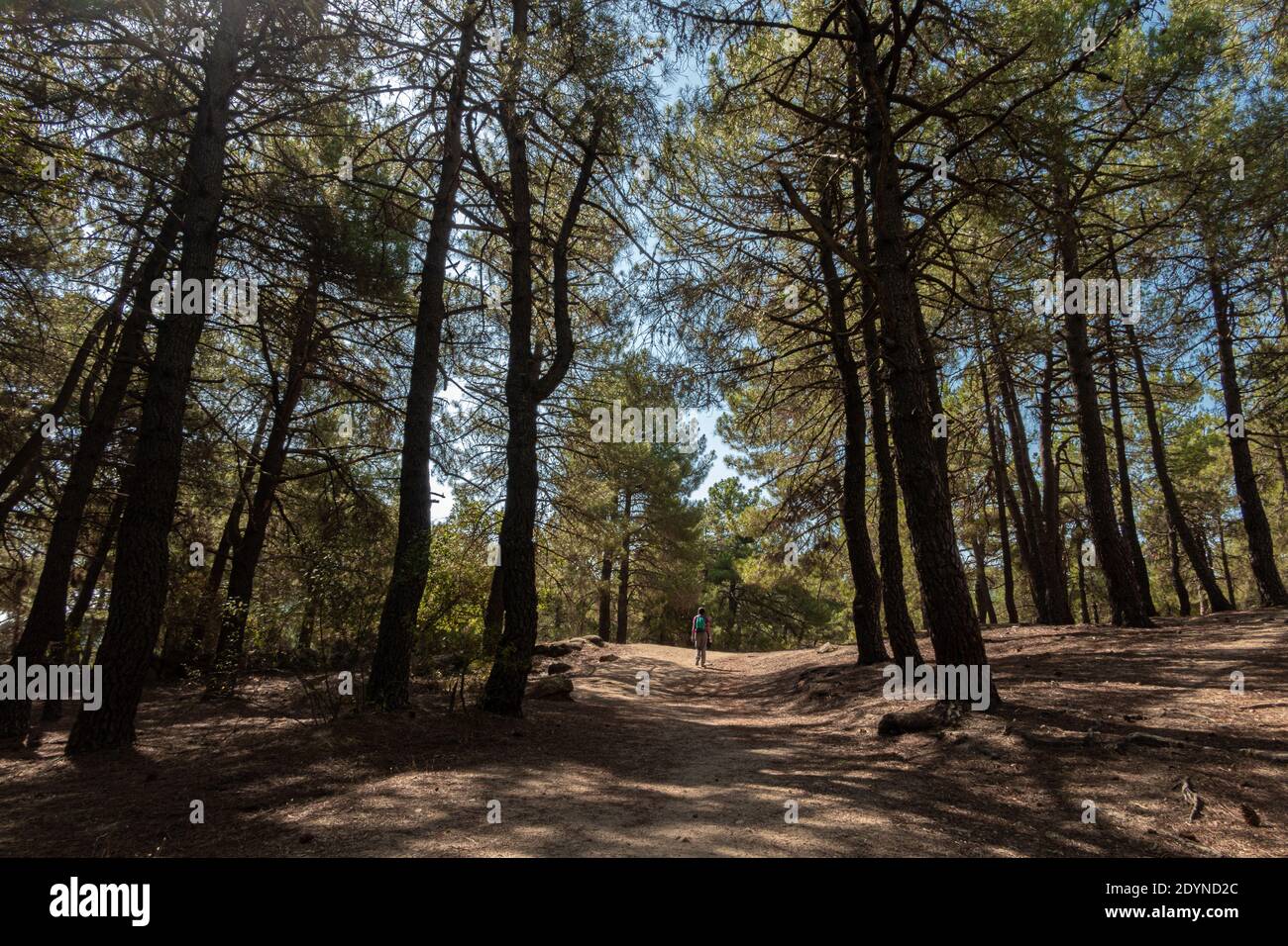 Junge Frau, die in den Wäldern der sierra de guadarrama, la jarosa, madrid, spanien, spazierengeht. Stockfoto