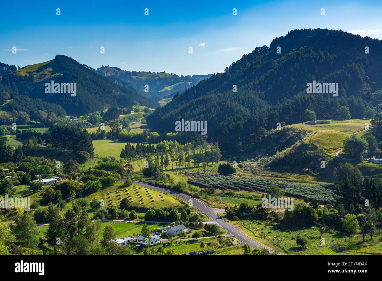 Ländliche Hügellandschaft in Waitao in der Bay of Plenty, Neuseeland. Die kleinen Berge sind von Kiefernplantagen bedeckt Stockfoto